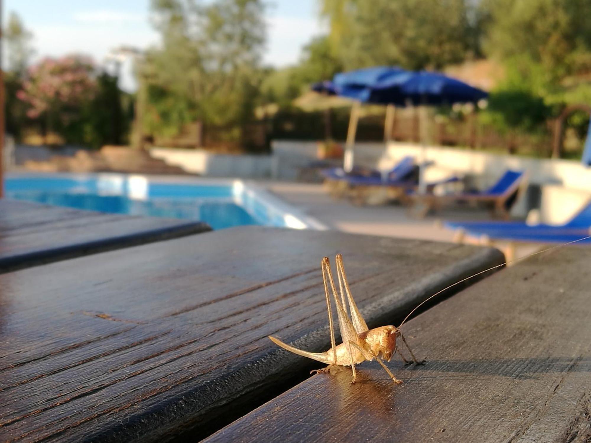 Agriturismo Cornieto Monteleone dʼOrvieto المظهر الخارجي الصورة