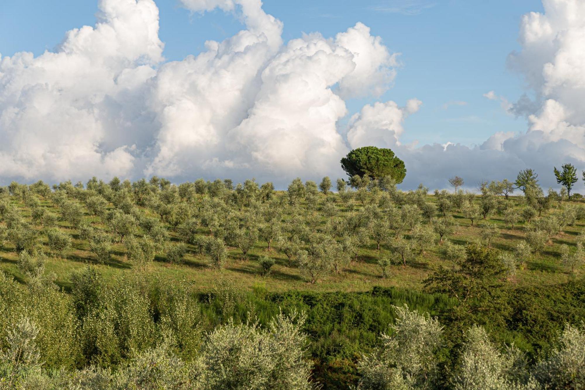 Agriturismo Cornieto Monteleone dʼOrvieto المظهر الخارجي الصورة